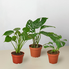 Monstera Collection — Two Live Plants live plant