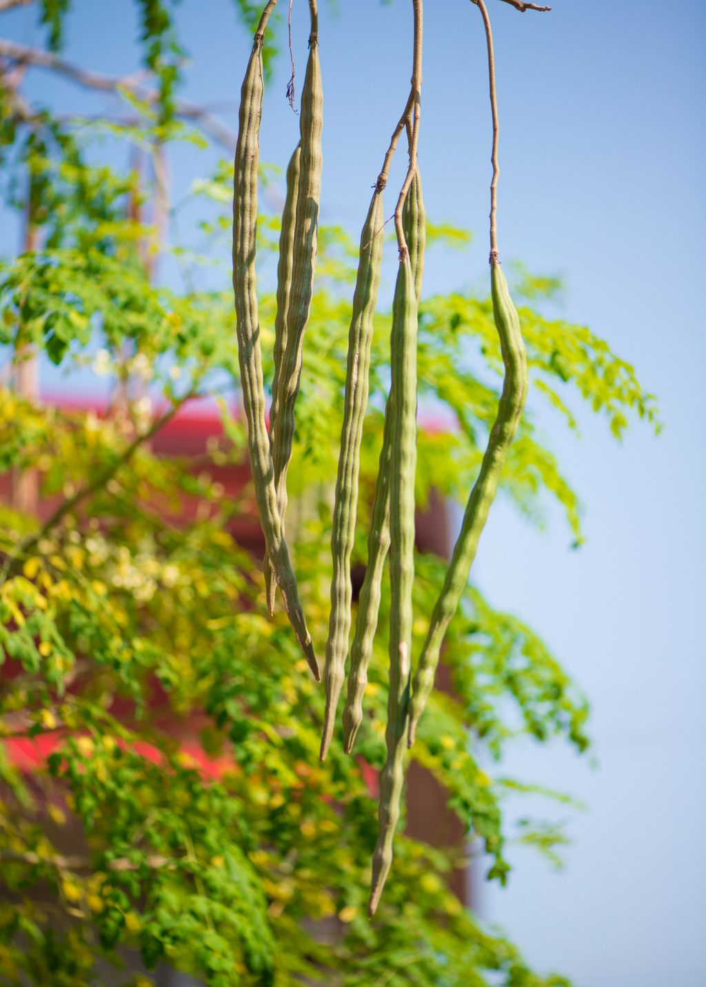 Moringa (Moringa oleifera)