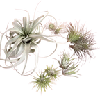 Mothers Day Air Plant Bundle