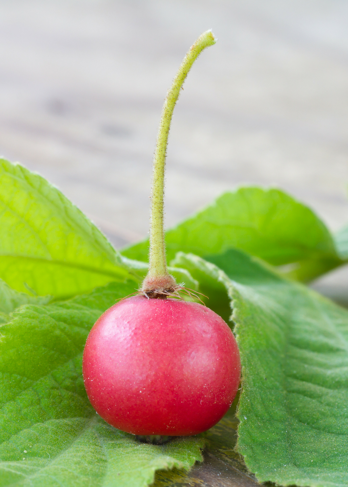 Red Strawberry Tree — Jamaican Cherry