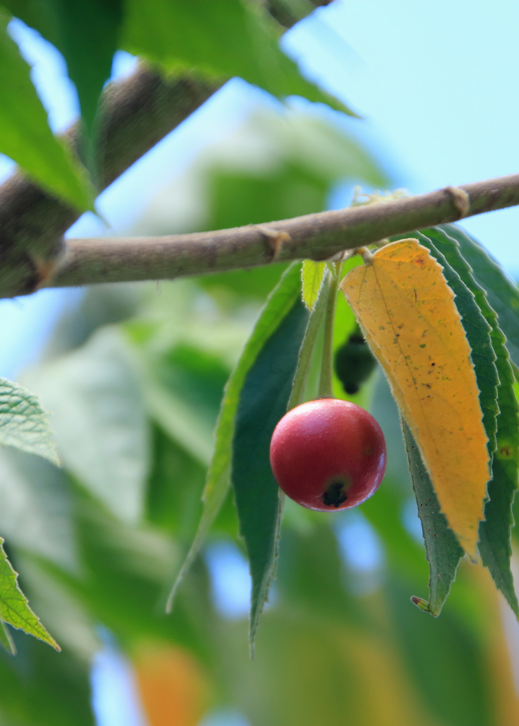 Red Strawberry Tree — Jamaican Cherry