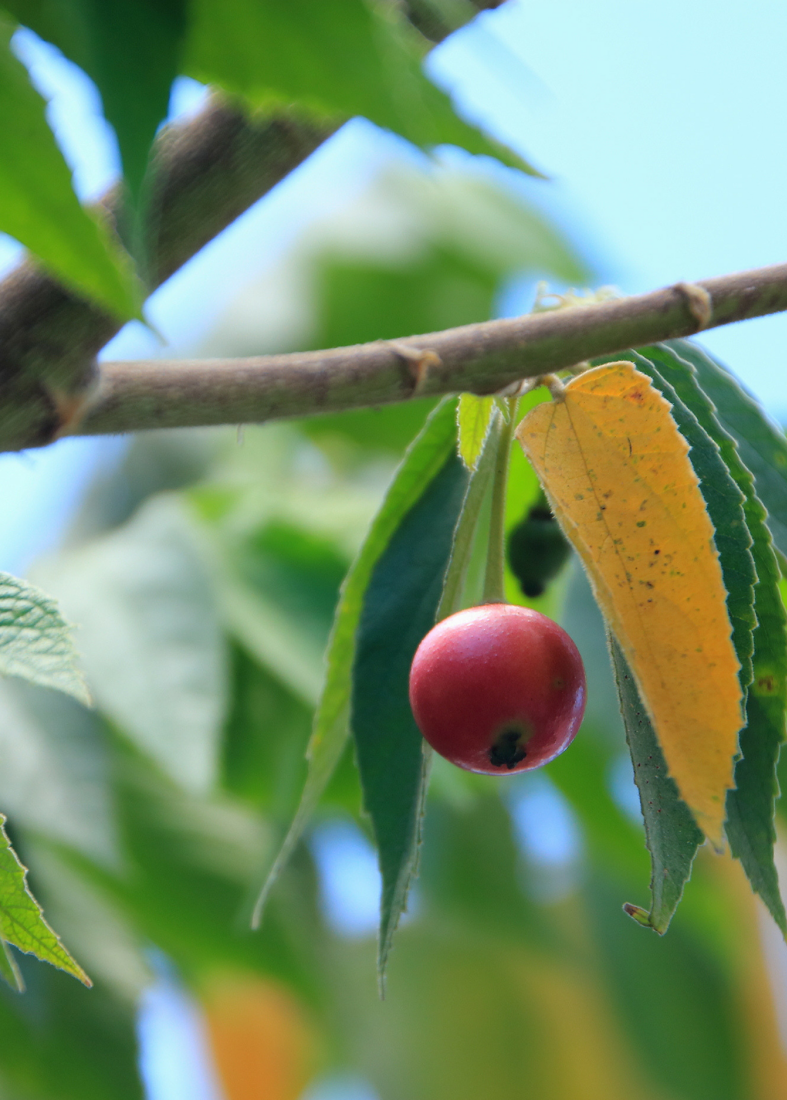 Red Strawberry Tree — Jamaican Cherry