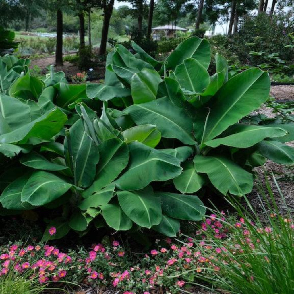 Truly Tiny Banana — Compact Patio Banana Plant live plant