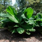 Truly Tiny Banana — Compact Patio Banana Plant live plant