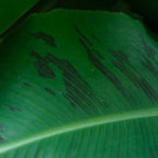 Truly Tiny Banana — Compact Patio Banana Plant live plant