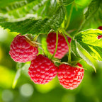 Nova Red Raspberry Plant live fruit plant