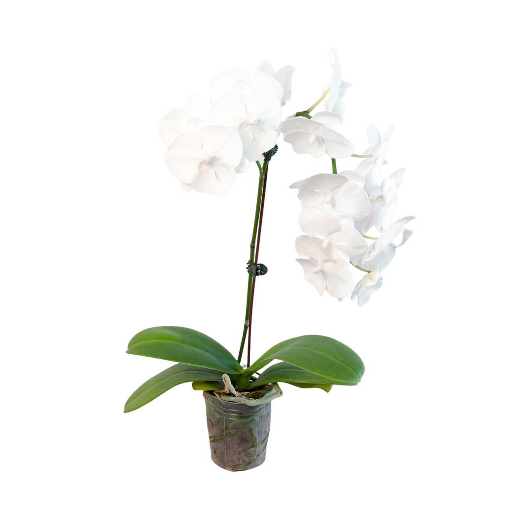 White Phalaenopsis Orchid — Double Spike live plant
