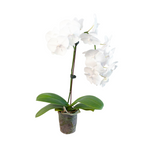 White Phalaenopsis Orchid — Double Spike live plant