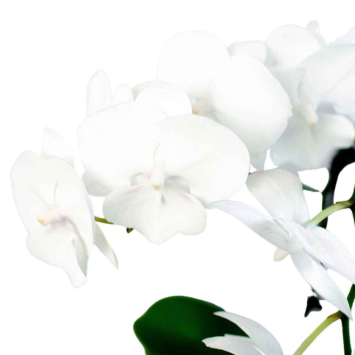 White Phalaenopsis Orchid — Double Spike live plant