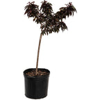 Bonfire Patio Peach live fruit plant