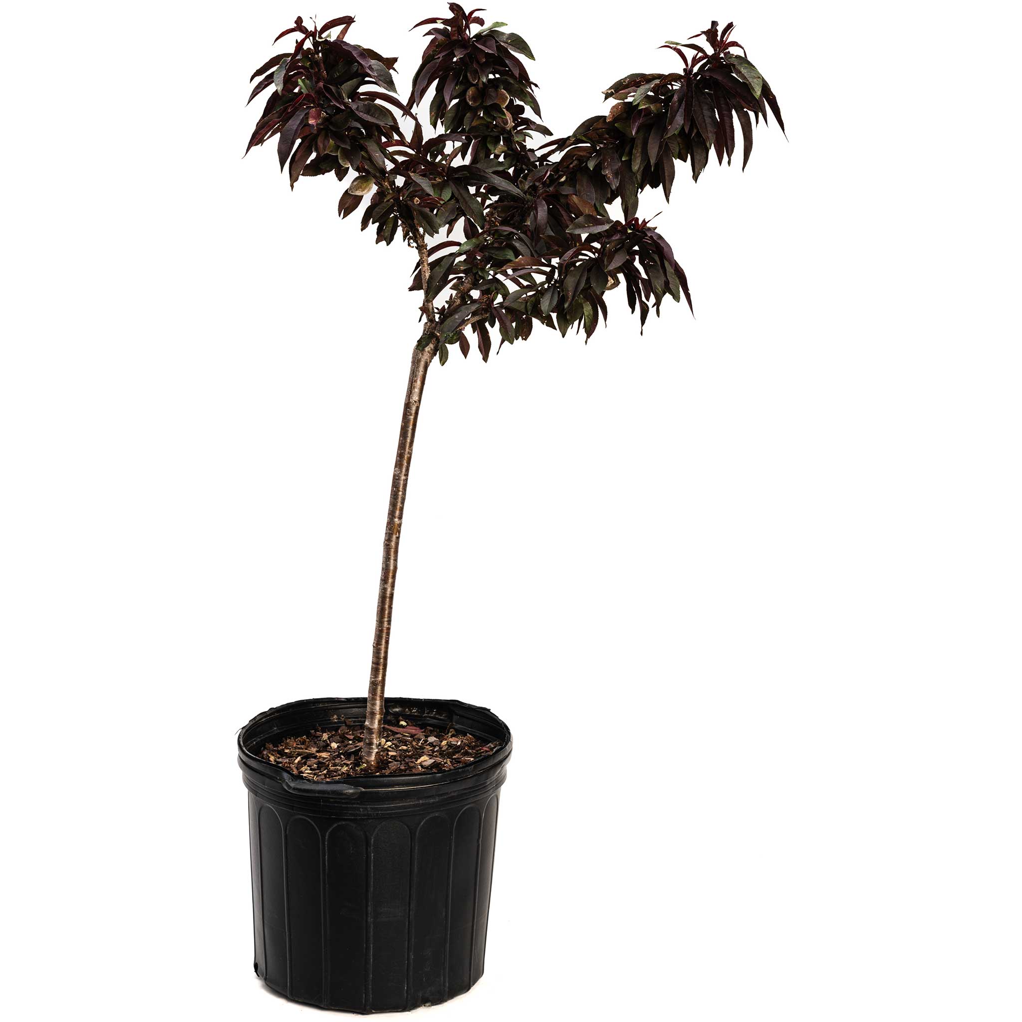Bonfire Patio Peach live fruit plant