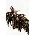 Bonfire Patio Peach live fruit plant