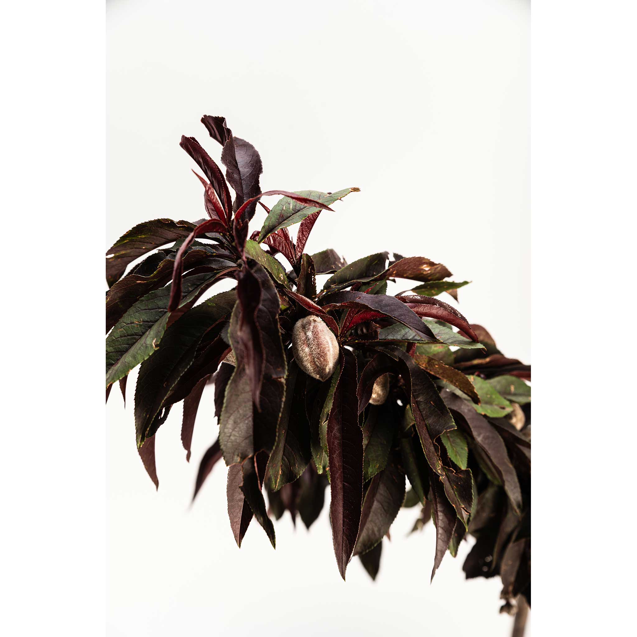 Bonfire Patio Peach live fruit plant