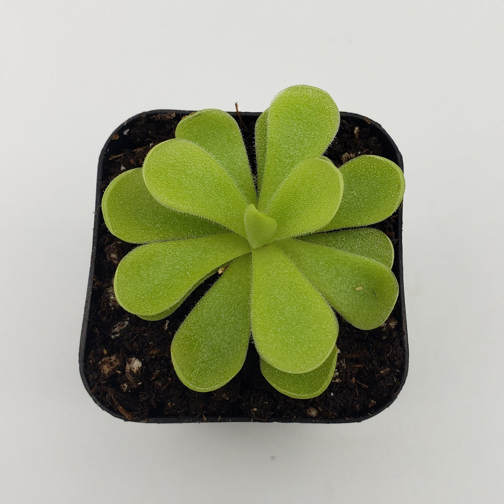 Pinguicula gigantea x cyclosecta
