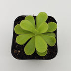Pinguicula gigantea x cyclosecta
