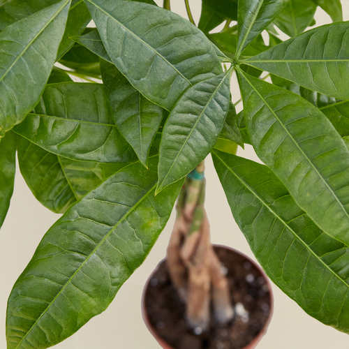 Braided Money Tree — Pachira Aquatica