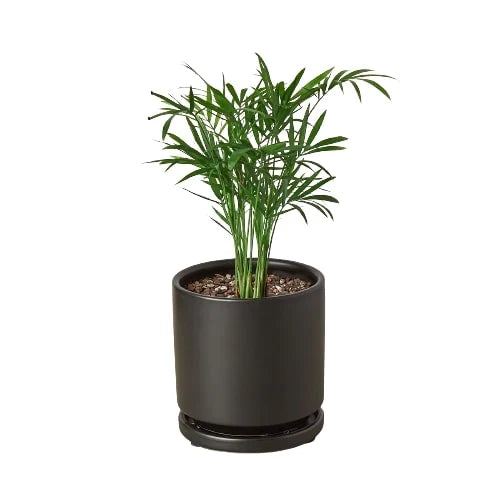 Parlor Palm — Easy-Care Indoor Palm live plant