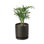Parlor Palm — Easy-Care Indoor Palm live plant