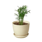 Parlor Palm — Easy-Care Indoor Palm live plant