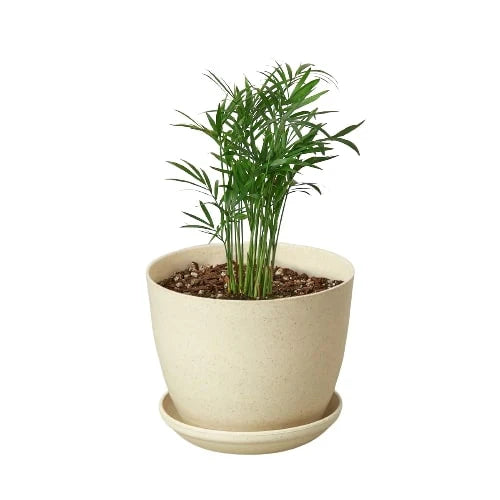 Parlor Palm — Easy-Care Indoor Palm live plant