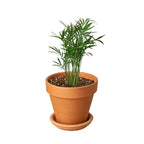 Parlor Palm — Easy-Care Indoor Palm live plant