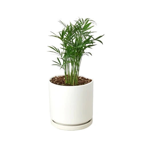 Parlor Palm — Easy-Care Indoor Palm live plant