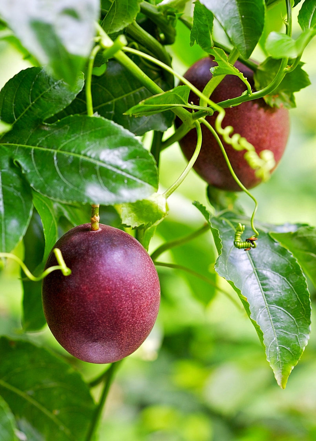 Purple Possum Passion Fruit Vine live plant