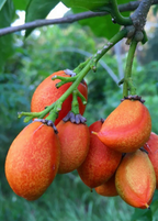 Peanut Butter Fruit Tree live plant - additional view 4