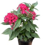 Pentas Red