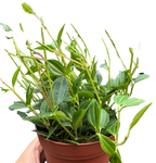 Peperomia 'Angulata'
