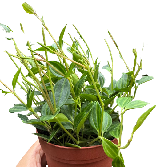 Peperomia 'Angulata'