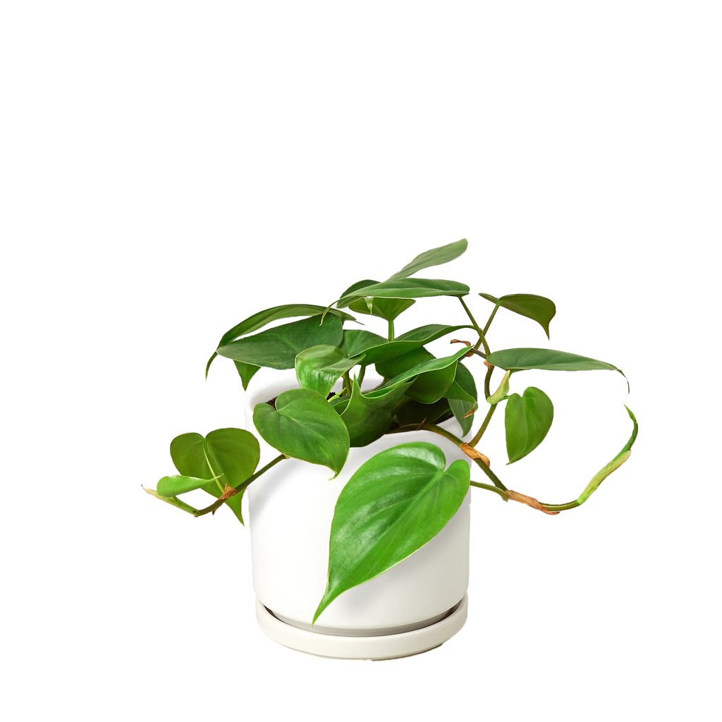 Heartleaf Philodendron live plant