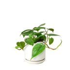 Heartleaf Philodendron live plant