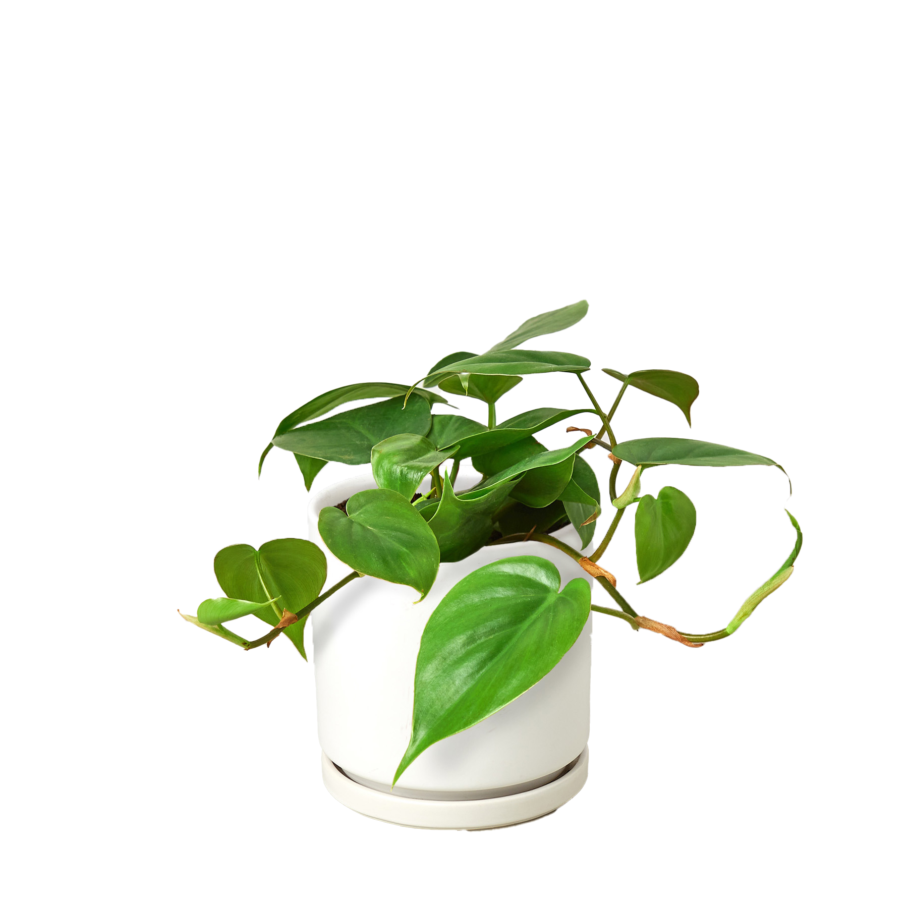 Heartleaf Philodendron live plant