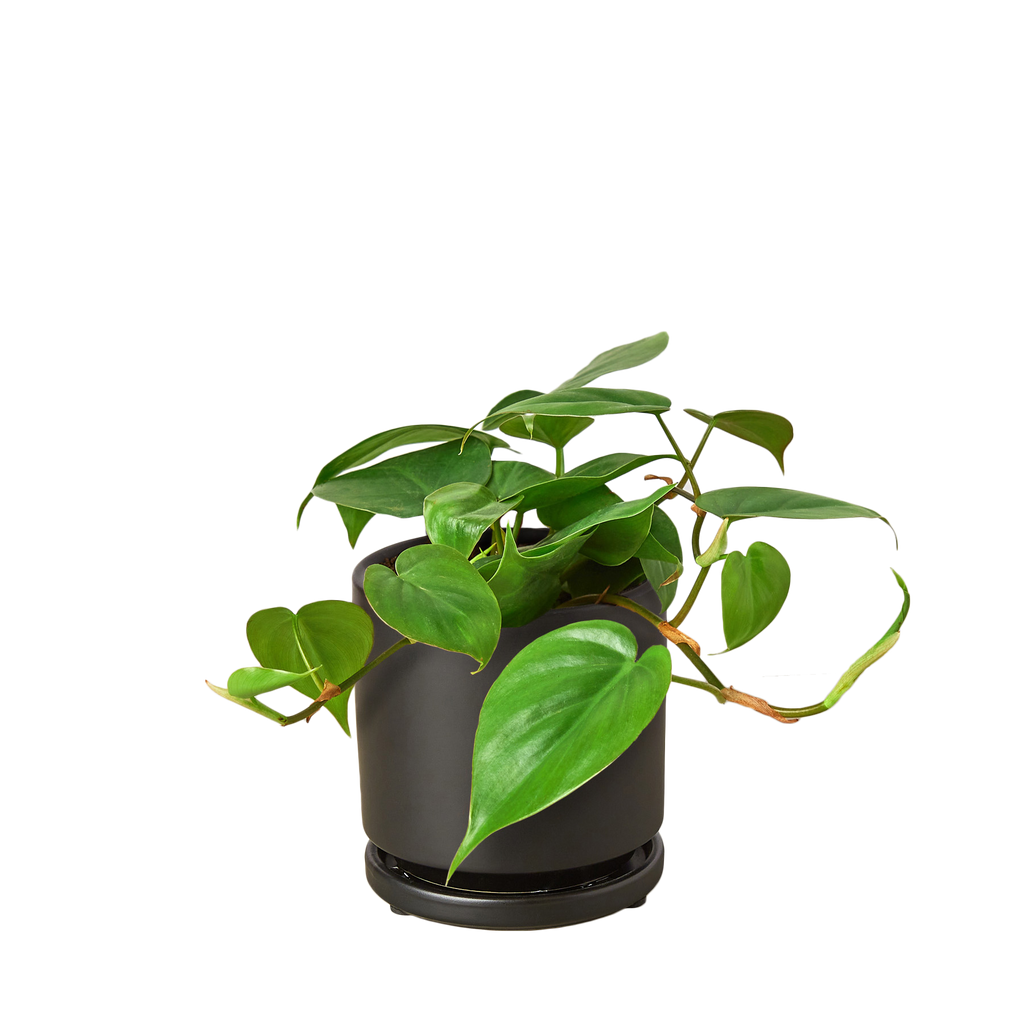 Heartleaf Philodendron live plant