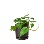 Heartleaf Philodendron live plant