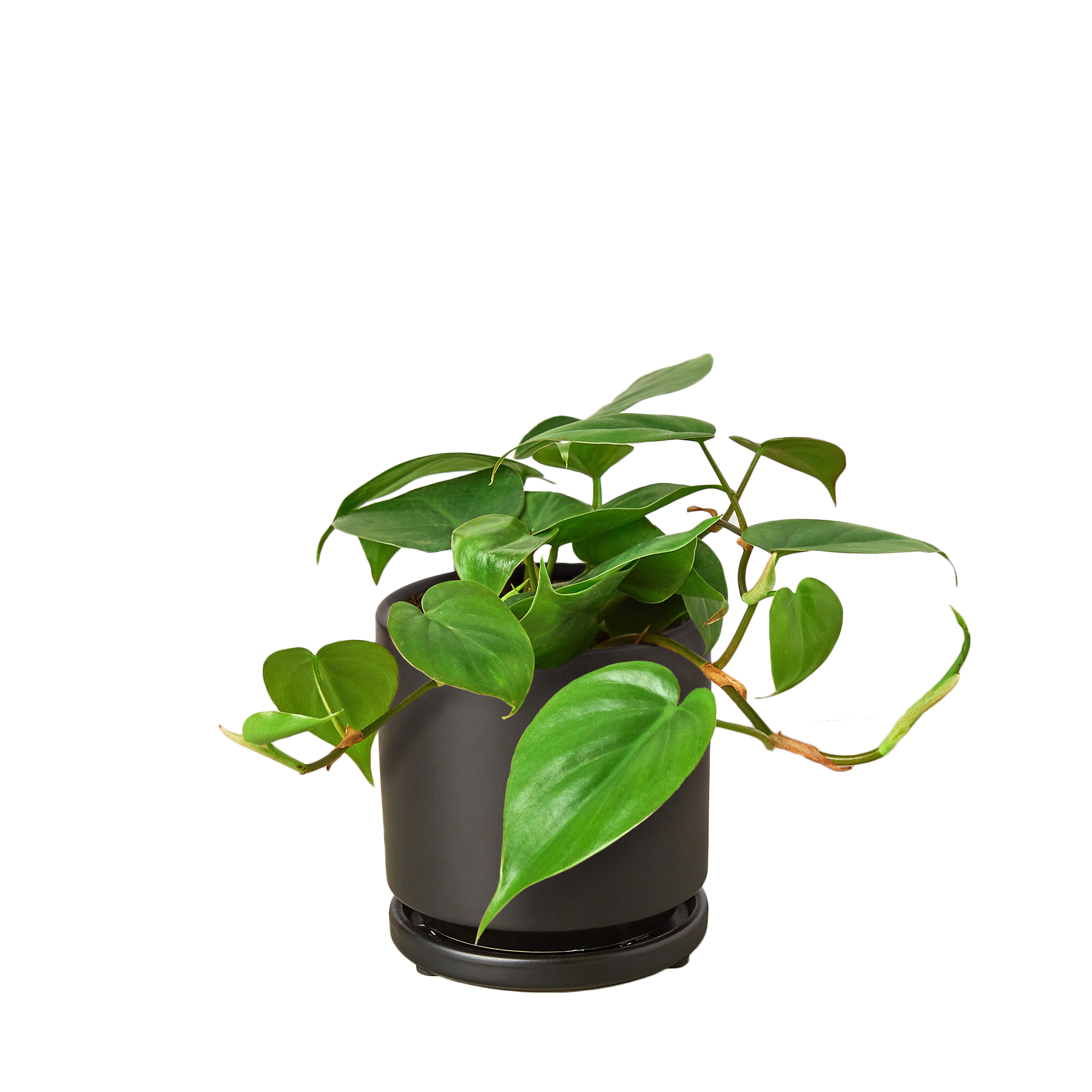 Heartleaf Philodendron live plant