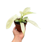 Philodendron 'Florida Ghost'