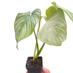 Philodendron 'Mamei'