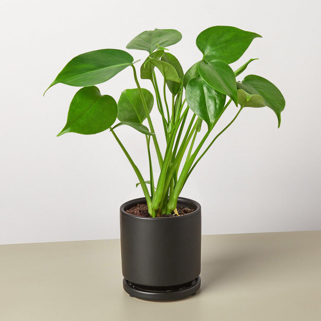 Monstera Deliciosa — Split-Leaf Houseplant live plant