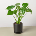Monstera Deliciosa — Split-Leaf Houseplant live plant
