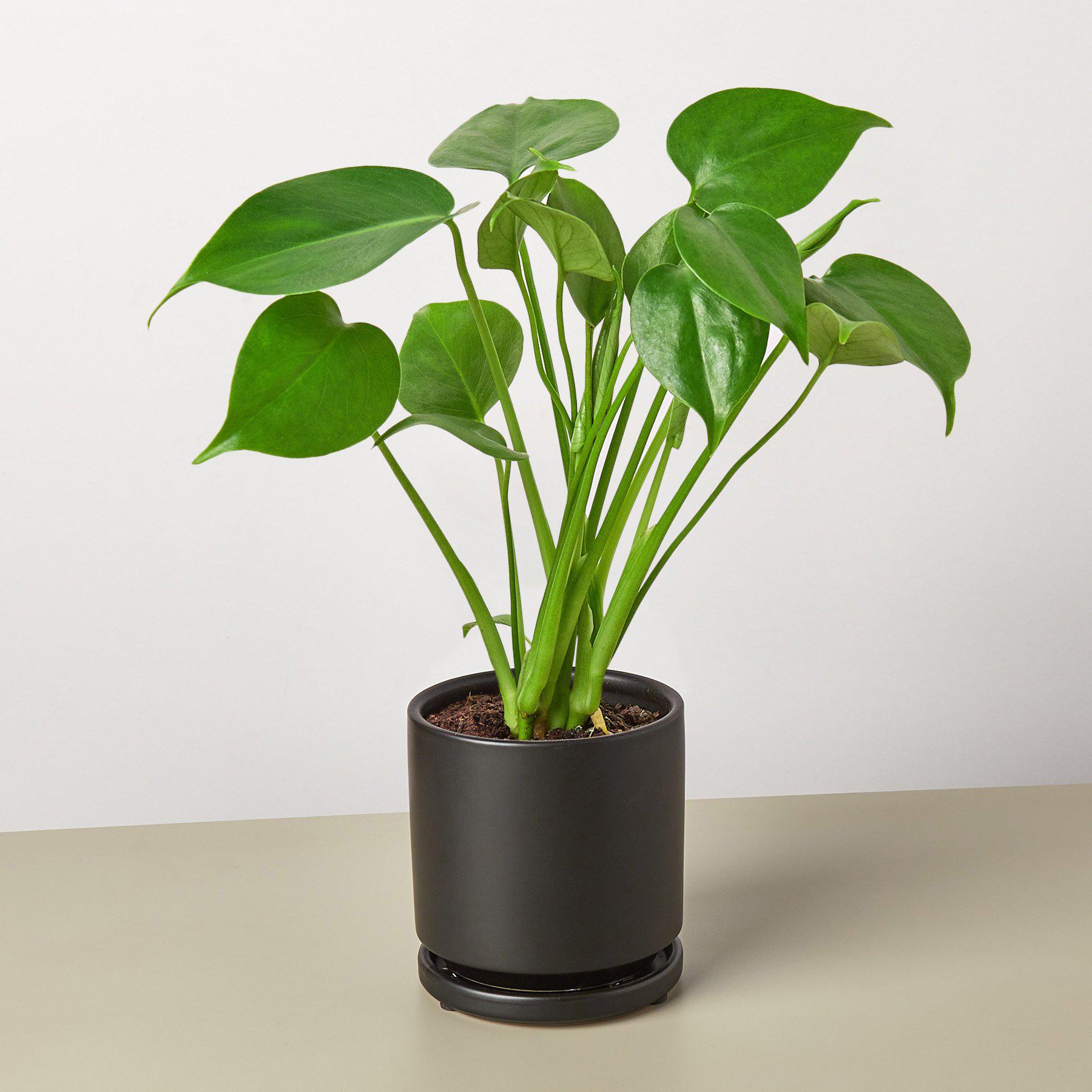 Monstera Deliciosa — Split-Leaf Houseplant live plant
