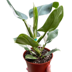 Philodendron 'White Wizard'