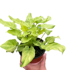 Philodendron 'Xanadu' Variegated
