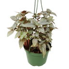 Pilea Ellen - In 6" Pot