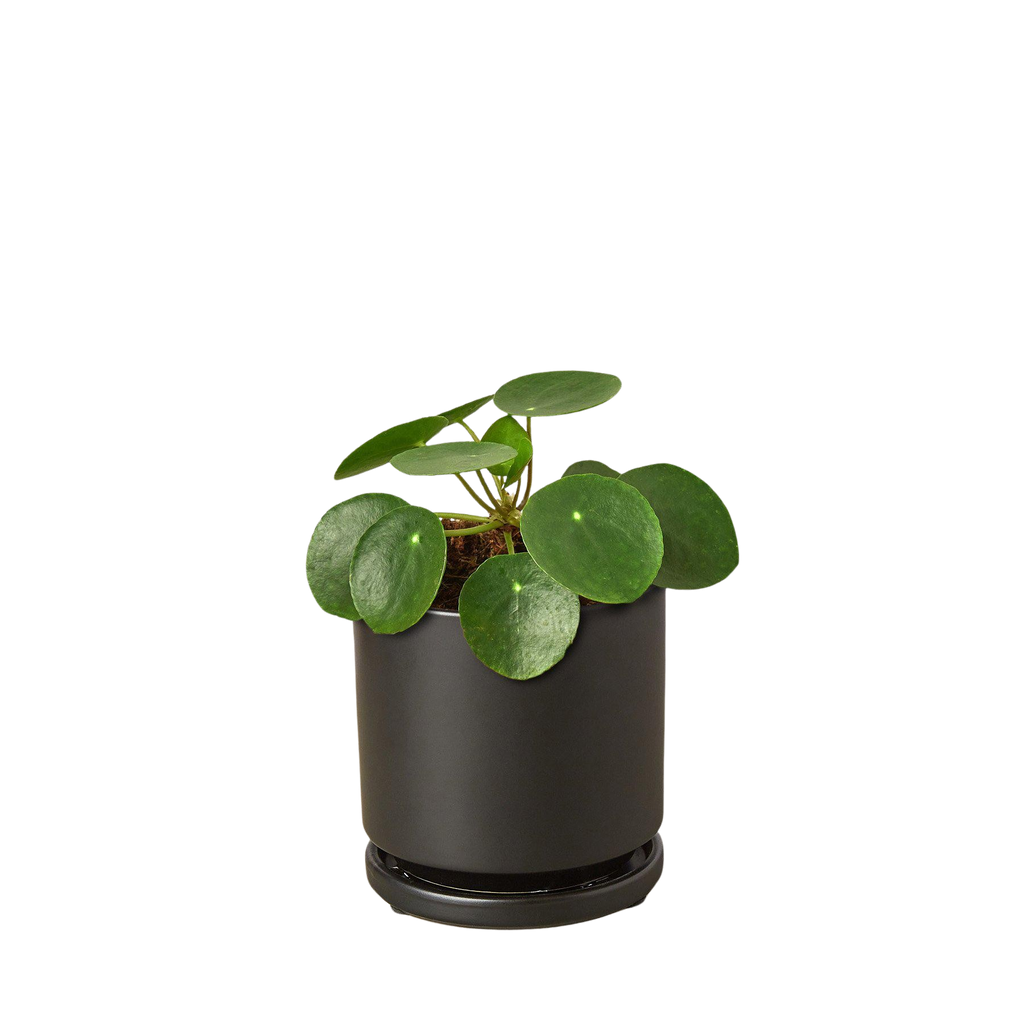 Chinese Money Plant — Pilea Peperomioides live plant