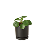 Chinese Money Plant — Pilea Peperomioides live plant