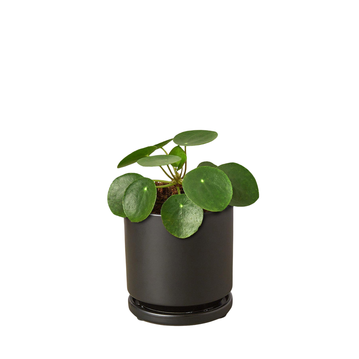 Chinese Money Plant — Pilea Peperomioides live plant