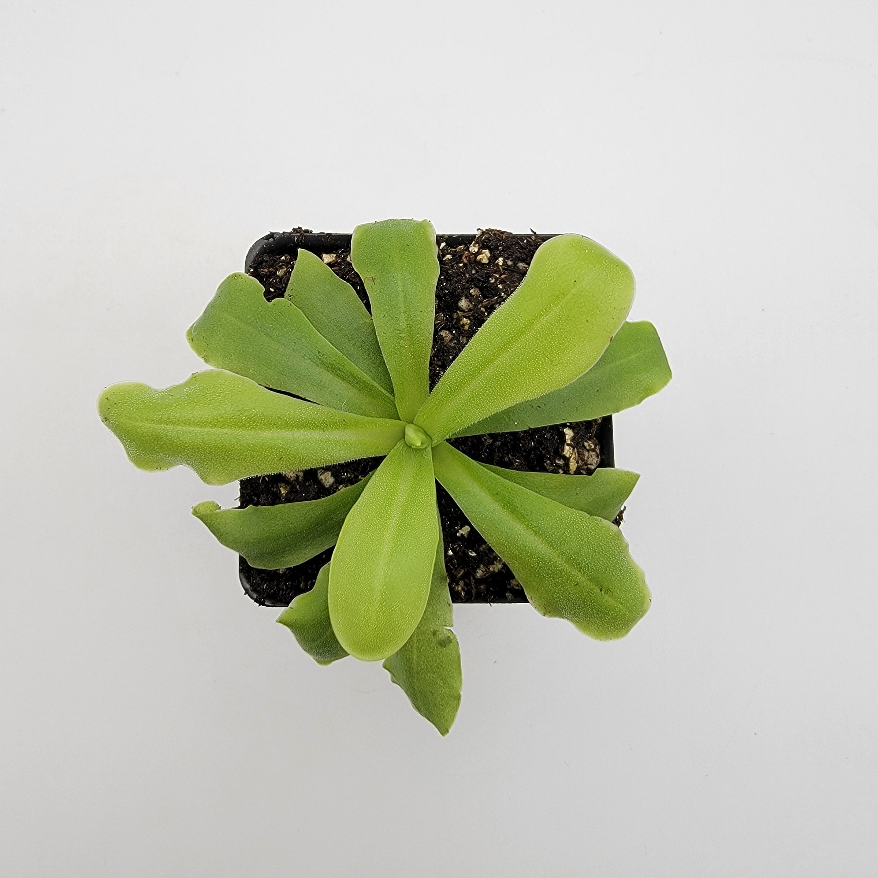 Pinguicula 'ANPA A'