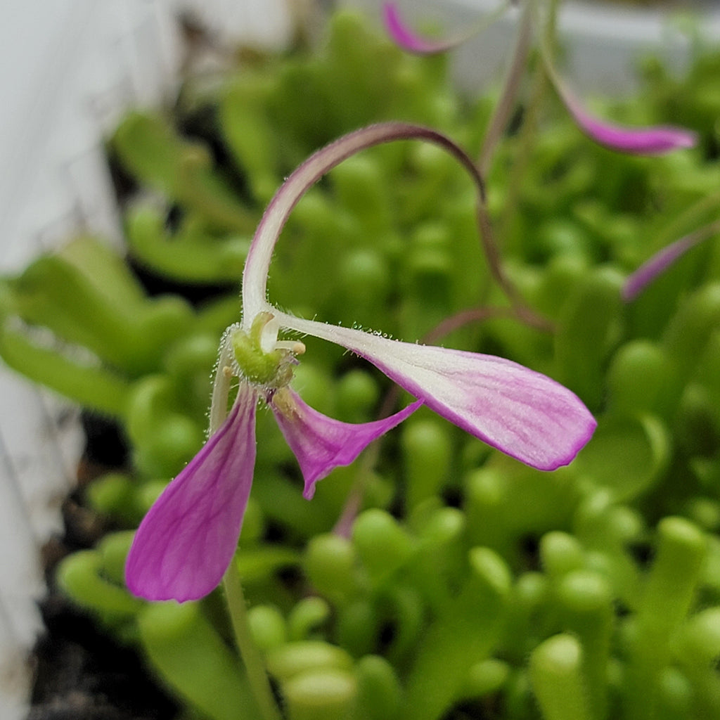 Pinguicula "Baby Medusa"